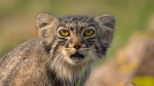 Bild 1 von 15: Eine Pallaskatze, auch Manul genannt, geht in den Steppen der Mongolei auf Nahrungssuche.