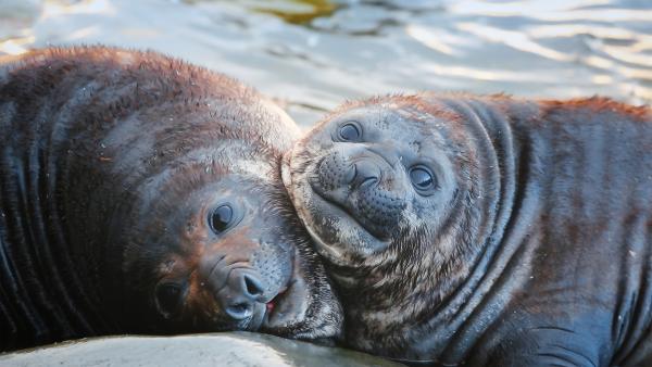 Bild 1 von 12: Seeelefantenbabys in Südgeorgien.
