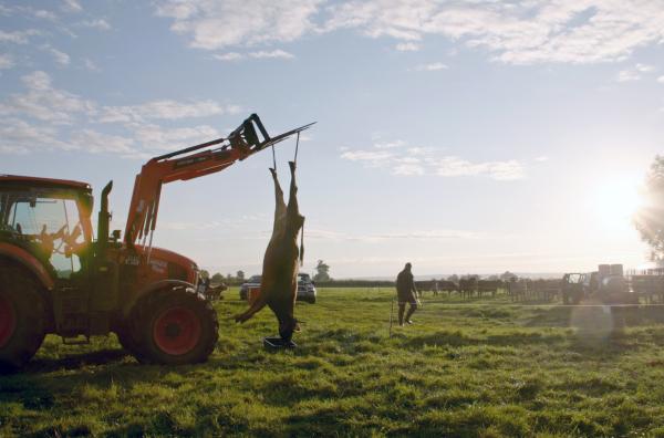 Bild 1 von 3: Glückliches Leben ?- glücklicher Tod? Die Kuh Nuria blutet nach einem Kugelschuss auf der Weide aus.