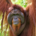Orang-Utans - Die unbekannten Menschenaffen