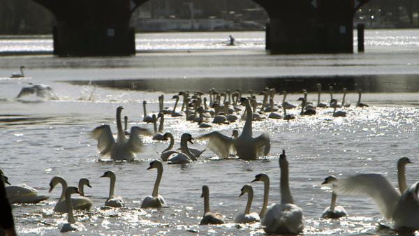 Bild 1 von 5: Die wilden Schwäne von Hamburg werden in den frühen Märztagen aus ihrem Winterquartier zurück auf die Alster getrieben. Damit beginnt offiziell der Frühling in der Hansestadt.
