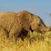 Serengeti: Kinder der Savanne