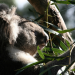 Ein Tag in der Wildnis - Überleben in Australien