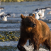 Amur - Asiens Amazonas