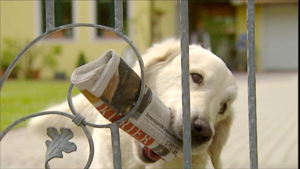 Bild 1 von 5: Im Bild: Die Intelligenz der Hunde ist an den Menschen angepasst.