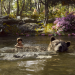 The Jungle Book