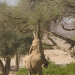 Namibia - Flüsse aus Sand