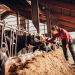 Die Geschichte der Landwirtschaft