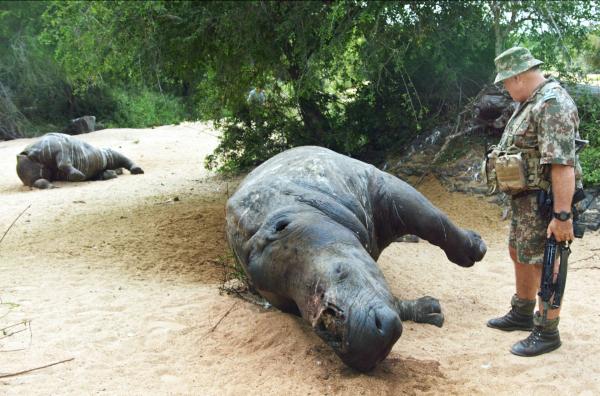 Bild 1 von 4: Trauriger Alltag: Ranger Don English entdeckt zwei tote Nashörner. Durch illegale Wilderer hat Südafrika in den letzten zehn Jahren 70 Prozent seines Bestandes verloren.
