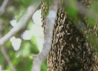 Die Bienenflüsterer