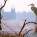 Wildes Prag