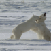 Fight Club der Tiere - Überlebenskampf