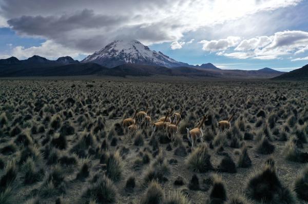 Bild 1 von 11: Vikunjas in der Hochebene von Sajama, über 4000 Meter über dem fernen Meer. Schon vor Hunderten Jahren nutzten die Menschen ihre Wolle.