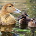 Tierbabys mit der Ente