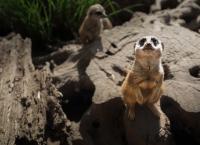 Elefant, Tiger & Kids: Zoo-Praktikum Backstage