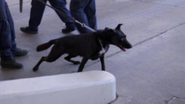 Bild 1 von 3: Auf der Juarez-Lincoln-Brücke schlägt ein Spürhund Alarm.