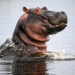Hippos - Afrikas Flussgiganten