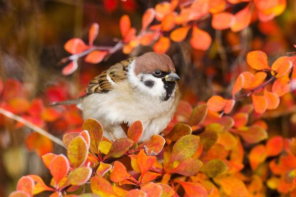 Bild 1 von 10: Feldsperling.