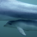 Delfinbabys in der Shark Bay