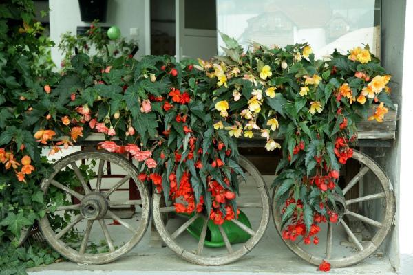 Bild 1 von 5: Im Bild: Ein richtiger Blumenschmuck gehört zu jedem Dorf, und manche übertreffen sich dabei.