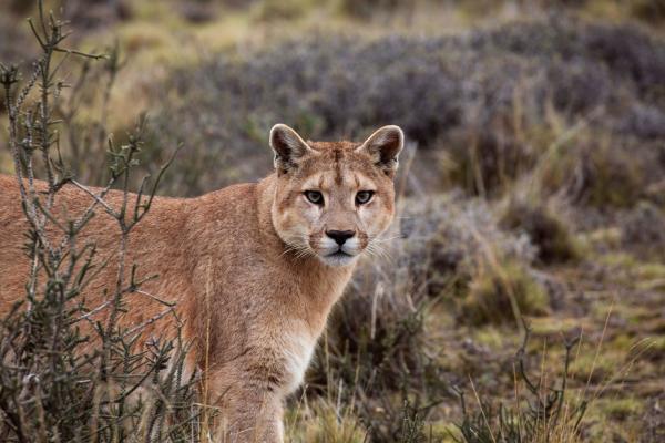 Bild 1 von 15: Ein Puma-Weibchen auf der Jagd im Torres del Paine Nationalpark in Chile. Die Pumas Patagoniens sind die größten der Welt.