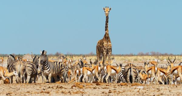 Bild 1 von 15: Eine Giraffe sowie viele Zebras und Springböcke versammeln sich an einem der wenigen verbliebenen Wasserlöcher der Etosha-Pfanne in Namibia.
