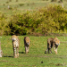 Die fünf Geparde - Gemeinsam durch die Serengeti
