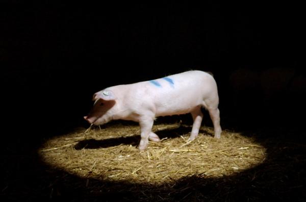 Bild 1 von 2: Wie misst man den IQ eines Schweins?