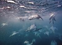 Tierische Massenjagden