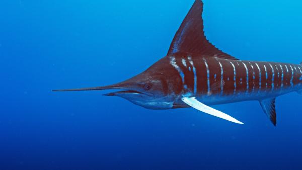 Bild 1 von 15: Gestreifte Marline sind geschickte Jäger aus der Verwandtschaft der Schwertfische, denen immer wieder Seelöwen in der Hoffnung folgen, dass auch für sie etwas abfällt.