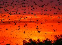 Ein perfekter Planet