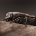 Der sechste Sinn der Tiere
