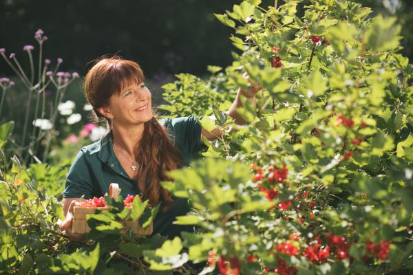 Bild 1 von 5: Moderatorin Sabrina Nitsche bei der Johannisbeerernte.