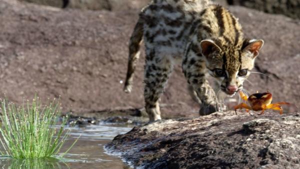 Bild 1 von 11: Auch Süßwasserkrabben zählen zur Beute des Margay, man muß sie nur knacken können.