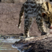Abenteuer Wildnis