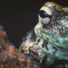 Die verrückte Welt der Amphibien