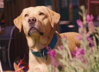 Entenfellners Tier-Welt