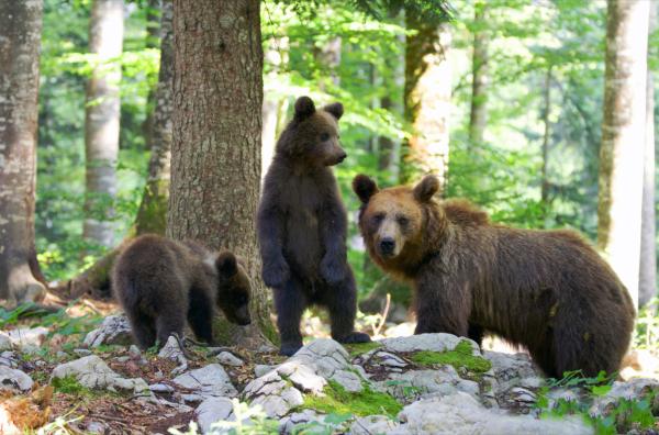 Bild 1 von 5: Die Braunbärpopulation im gebirgigen Hinterland Kroatiens wird auf etwa tausend Tiere geschätzt.