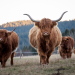 Lecker aufs Land - eine kulinarische Winterreise