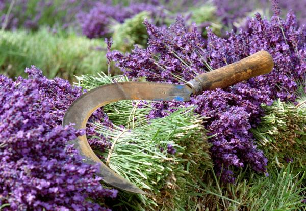 Bild 1 von 6: Nur auf wenigen Feldern in der Provence wird der Lavendel noch von Hand geschnitten. Die Sträuße werden auf dem Markt verkauft oder exportiert.