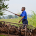 Thailand - Enten auf der Schulbank