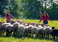 Tiere bis unters Dach