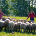 Tiere bis unters Dach