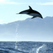 Wildes Neuseeland