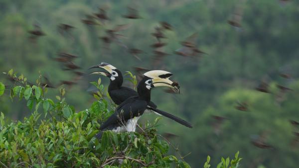 Bild 1 von 14: Ein männlicher Orienthornvogel fängt für seine Partnerin einen besonderen Leckerbissen: eine Fledermaus.