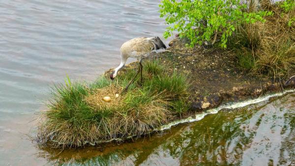 Bild 1 von 43: Im Bild: Das perfekte Nest zu finden ist nicht immer einfach. Seit sich der Bestand der Kraniche erholt hat, sind die Nistplätze rar geworden.