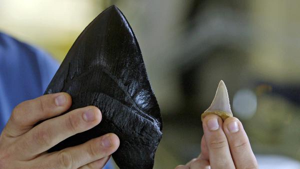 Bild 1 von 2: Die Zähne eines Weißen Haies (rechts) geben Aufschluss über die gigantischen Ausmaße und Kraft seines prähistorischen Vorfahren Megalodon.
