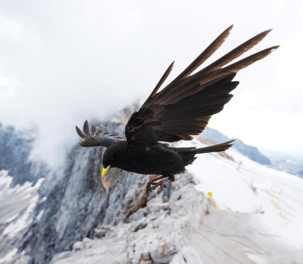 Bild 1 von 9: Im Bild: Alpendohle.