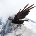 Von der Steppe in die Alpen - Vögel in Österreich