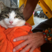 Amsterdam: Streifzug auf Katzenpfoten